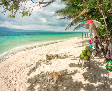 Lazy tropical beach in the Philppines islands,with white,fine sand,clear blue sea,a dog resting in shade,some fresh,green coconuts for drinking,palm trees,clean,un-polluted,serene,idyllic and relaxing.