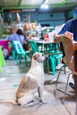 Müşteriler tarafından verilen yemek vergilerine bel bağlayan sokak köpeklerinden biri olan köpekler, masada oturup yemeklerini yerken, köpek balıkları, büyük ihtimalle yiyecek kırıntılarının düşmesini ya da onlara verilmesini bekliyor..