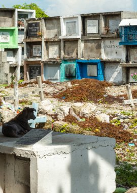 Bir melez silueti, ne yazık ki akut uyuz, bir mezarda oturuyor, kavurucu güneşin gölgesinde, büyük bir mezarlıkta.