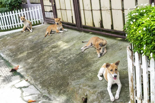 Четыре Красивые Филиппинские Собачки Поглаживаемые Клыки Укрывающиеся Знойного Дневного Солнца — стоковое фото