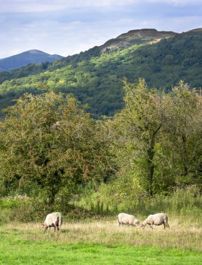 Yaz ortasında, yemyeşil çayır otları, yaygın İngiliz koyunları, beyaz, yün ve orta büyüklükte siyah burunlu bir Amerikan koyunu. Malvern 'in her yerinde çok meraklı bir şekilde bulunur..