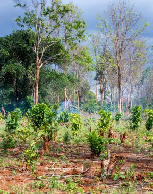 Kahve tarlalarının küçük alanları temizlendi, eski bitkiler yandı, ve yeni bitkiler eski köklerden yeniden büyüdü, verimli topraklara bırakıldı ve yakınlardaki eski ağaçlardan alınan kesikler.