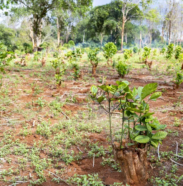 Kleine Gebieden Van Koffie Landbouwgrond Worden Opgeruimd Oude Planten Verbrand — Stockfoto