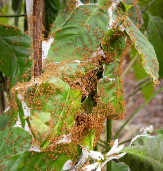 Thousands of the hungry biting insects,from nests made within the organically grown coffee trees,scurry about excitedly,devouring and detroying the leaves and flowers.