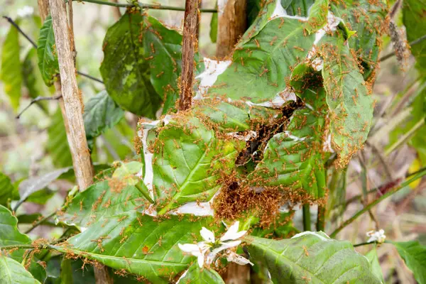 Thousands of the hungry biting insects,from nests made within the organically grown coffee trees,scurry about excitedly,devouring and detroying the leaves and flowers.