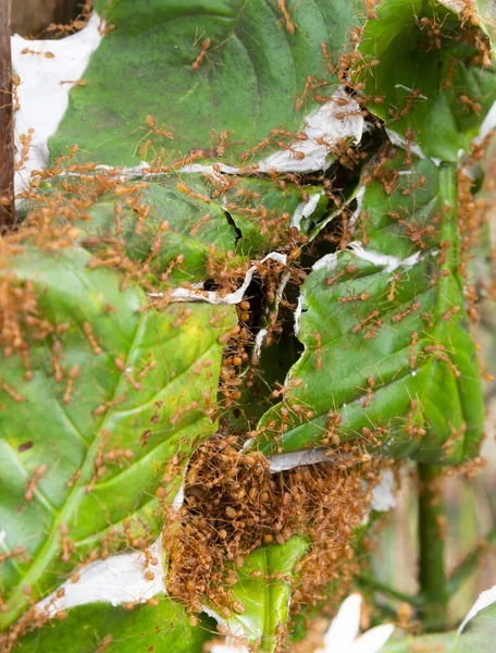 Tusentals Hungriga Bitande Insekter Från Bon Som Gjorts Ekologiskt Odlade — Stockfoto