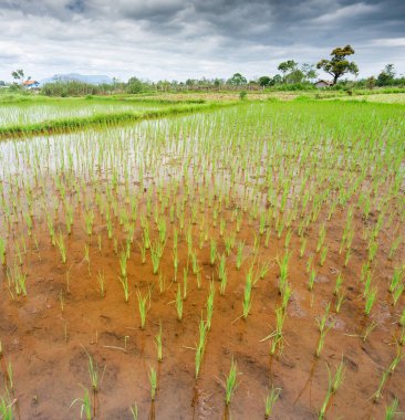 Küçük çeltik tarlaları, ahşap çitlerin arkasındaki tipik küçük çiftçi evleri, uzak dağlar, sığ sularda yetişen binlerce pirinç bitkisinin güzel, canlı yeşil renkleri..