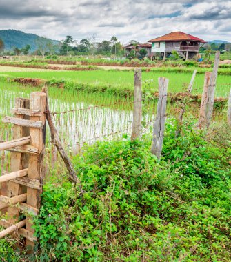 Küçük çeltik tarlaları, ahşap çitlerin arkasındaki tipik küçük çiftçi evleri, uzak dağlar, sığ sularda yetişen binlerce pirinç bitkisinin güzel, canlı yeşil renkleri..