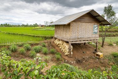 Oluklu teneke çatılı küçük ahşap kulübe, altına pirinç çuvalları yerleştirilmiş, Bolaven Platosu 'nun ücra kırsal kesimlerinde, uzaklarda dağlar, güzel, canlı yeşil pirinç bitkileri..