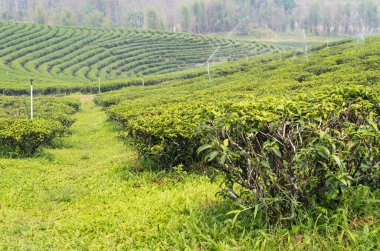 Tayland 'ın en büyük çay yetiştirme alanlarından birinde sağlıklı kalmak için düzenli olarak su serpilmiş Tayland çay bitkileri. Tayland 'ın yanan mevsiminde puslu, dumanlı bir manzara..