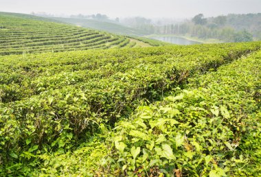 Tayland 'ın en büyük, kaliteli çay üretim alanlarından birinde yüzlerce sıra yemyeşil Tayland çay bitkisi ve nehir. Ürün yakma mevsiminde puslu, dumanlı bir manzara..