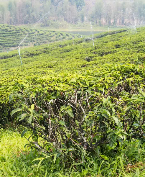 Thai tea plants,regularily sprinkled with water to keep healthy,in one of Thailand\'s big tea growing areas. A hazy,smokey landscape,during Thailand\'s crop \'burning season\'.