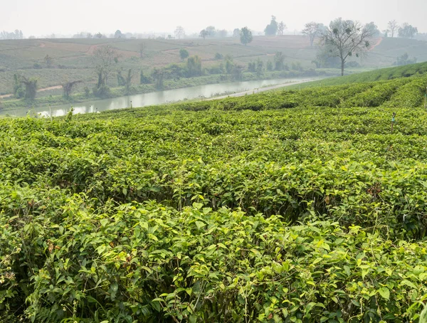 Many rows of lush tea plants,and river beyond,in one of Thailand\'s biggest,fine quality tea producing areas.Hazy,smokey landscape,during crop burning season.