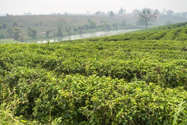 Many rows of lush tea plants,and river beyond,in one of Thailand\'s biggest,fine quality tea producing areas.Hazy,smokey landscape,during crop burning season.