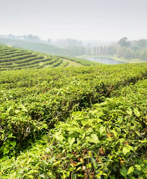 タイの最も大きい 質の高い茶生産区域の1つである豊かなタイ茶の植物および川の何百もの列 作物の燃える季節の間に ホイール 喫煙者の風景 — ストック写真