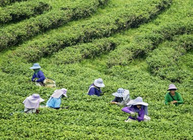 Mae Chan Bölgesi, Chiang Rai, Tayland-30 Mart 2023: Çay toplayıcıları, Tayland 'ın en büyük çay üreticilerinden birinin yamaçlarında, kırsal kesimlerde' Yanma Sezonu 'sırasında yaprak hasat ediyorlar.