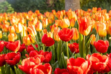 Öğleden sonra, Chiang Mai bölgesinden gelen renkli çiçek festivalinde, parlak kırmızı laleleri kaplayan sis spreyinden güneş ışığı parıldar..