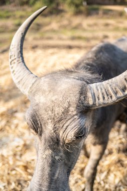 Yerli bufalolar, Karen Longneck kabile köyünün yakınlarındaki uzak bir kırsal bölgede gün batımına yakın yavrularını besliyor, otluyor ve büyütüyorlar..