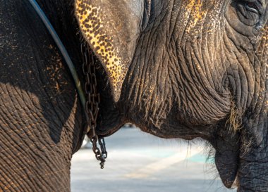 Bir Tayland filinin kulağı, gözle görülür göz ve zinciri, Bangkok yakınlarındaki Ayuthaya tapınağında turistleri gezdirirken,.