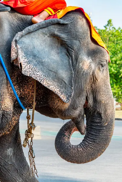 Tayland filinin yakın çekimi, öğleden sonra turistleri gezdirmek için çalışmak, Bangkok yakınlarındaki Ayuthaya tapınağında ziyaretçileri taşımak..