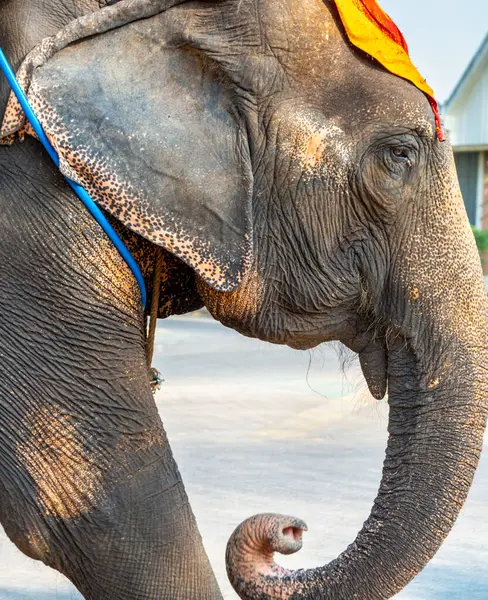 Tayland filinin yakın çekimi, gezmek için öğleden sonra çalışmak, Bangkok yakınlarındaki Ayuthaya tapınağında turistleri taşımak..