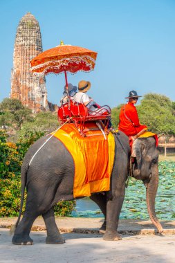 Tayland-09 Şubat 2024: Turistler, eski kraliyet sarayının yakınlarındaki sıcak bir öğleden sonra, bakıcıları tarafından rehberlik edilen fil turlarına çıkarlar..