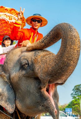 Tayland-09 Şubat 2024: Turistler, eski kraliyet sarayının yakınlarındaki sıcak bir öğleden sonra, bakıcıları tarafından rehberlik edilen fil turlarına çıkarlar..