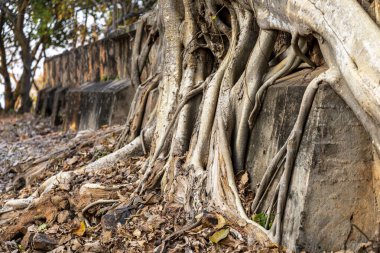 Angkor Arkeoloji Parkı 'nın bir parçası olan tarihi 9. yüzyıl Angkor tapınağının kalıntıları arasında Tonle Sap Gölü' ne tepeden bakan bir tepede çarpıcı bir şekilde yayılıyor..