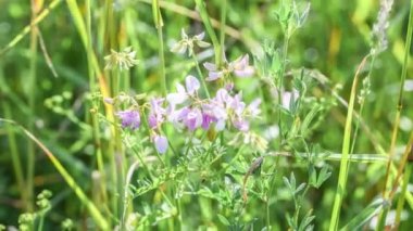 Çayırda çiçek açan çiçeklerin yakın plan görüntüleri rüzgarda yavaşça hareket ederken rüzgarda çimenler rüzgarda, Almanya 'da