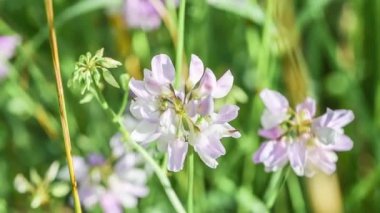 Bir çayırda açan çiçeklerin yavaş çekim görüntüleri rüzgarda yavaşça hareket ediyor rüzgarda çimenler rüzgarda, Almanya