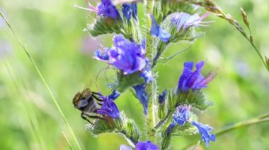 Çayırda uçan yaban arısının yavaş çekim görüntüleri rüzgarda yavaşça hareket ediyor rüzgarda çimenler rüzgarda, Almanya
