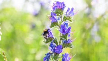Uçan yaban arısının çiçekli çayırdaki görüntüsü rüzgarda yavaşça hareket ederken rüzgarda çimenler rüzgarda, Almanya
