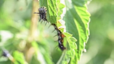 Tavus kuşu kelebeğinin siyah tırtıllarının vahşi Almanya 'nın bir bahçesindeki ısırgan otunun yeşil yapraklı görüntüsü..