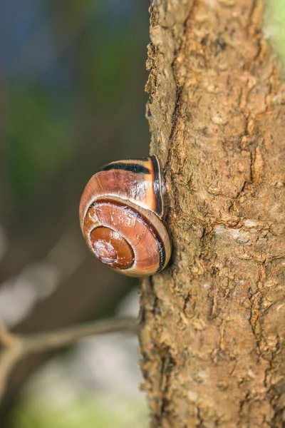 Pequenos Caracóis Com Concha Caracol Pendurado Ramo Uma Árvore Alemanha — Fotografia de Stock