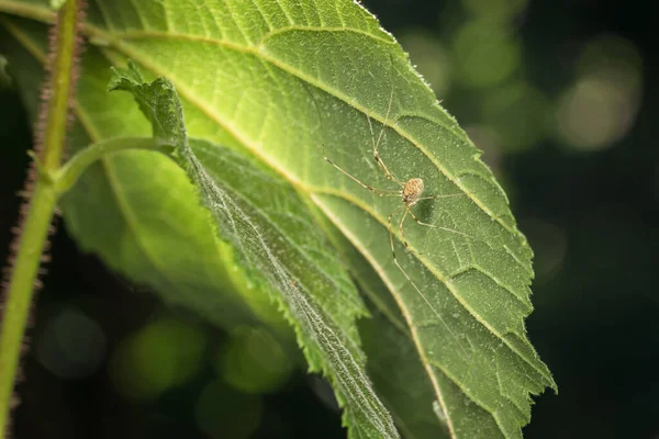 Macro Detail Close Small Thin Spider Long Legs Hiding Underside — Stock Photo, Image