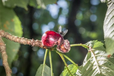 Bir sineğin makro görüntüsü ve olgunlaşmış bir kirazın üzerindeki eşek arısı Almanya 'da güneş ışığı altında kiraz ağacının yaprakları arasında asılı duruyor.