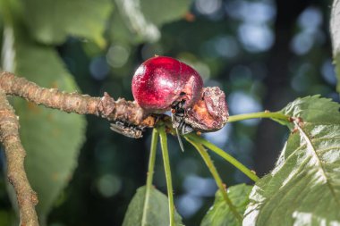 Bir sineğin makro görüntüsü ve olgunlaşmış bir kirazın üzerindeki eşek arısı Almanya 'da güneş ışığı altında kiraz ağacının yaprakları arasında asılı duruyor.