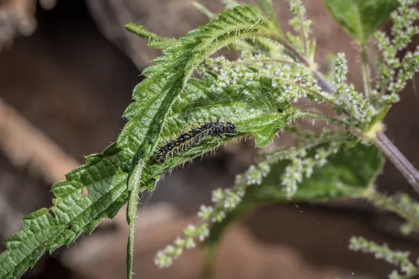 Stock image Black caterpillar of a peacock butterfly on a green leaf of stinging nettle in a garden in the wild, Germany.