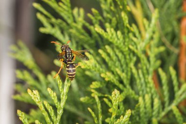 Macro detayı, Almanya 'da bir Thuja bitkisinin yaprağının üzerinde oturan bir eşekarısının yakın plan görüntüsü.