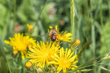 Bir karahindibanın sarı çiçeğinin üzerinde oturan Hoverfly yazın bir çayırda polen topluyor, Almanya