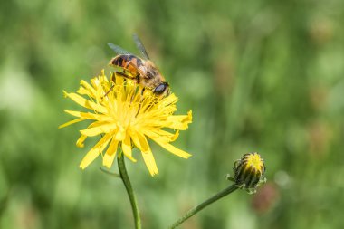 Bir karahindibanın sarı çiçeğinin üzerinde oturan Hoverfly yazın bir çayırda polen topluyor, Almanya