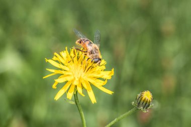 Bir karahindibanın sarı çiçeğinin üzerinde oturan Hoverfly yazın bir çayırda polen topluyor, Almanya