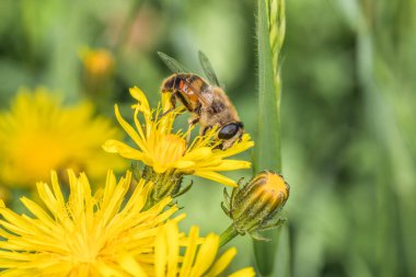 Bir karahindibanın sarı çiçeğinin üzerinde oturan Hoverfly yazın bir çayırda polen topluyor, Almanya