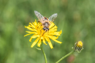 Bir karahindibanın sarı çiçeğinin üzerinde oturan Hoverfly yazın bir çayırda polen topluyor, Almanya