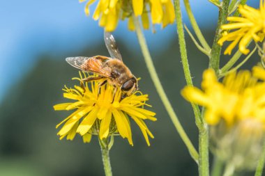Bir karahindibanın sarı çiçeğinin üzerinde oturan Hoverfly yazın bir çayırda polen topluyor, Almanya