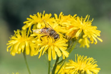 Bir karahindibanın sarı çiçeğinin üzerinde oturan Hoverfly yazın bir çayırda polen topluyor, Almanya