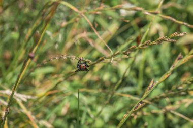 Makro detayı, Almanya 'da bir çayırdaki çimlerin üzerinde oturan bir sineğin yakın plan görüntüsü.