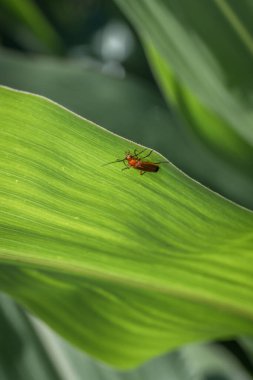 Kahverengi turuncu renkli yumuşak gövdeli böcek, Almanya 'nın vahşi doğasındaki bir bitkinin gövdesine tutunur.