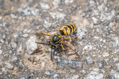 Bir eşek arısı Almanya 'da, bir caddenin kaldırımında güçsüzce emekliyor.