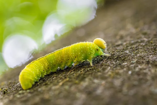 Green caterpillar larva of a large birch leaf wasp sawfly Cimbex femoratus on a beech tree in the forest in the wild, Germany